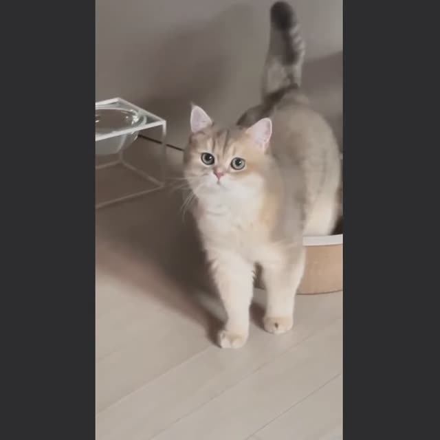 ВИДЕОЗАЛИПАЛКА животные_15