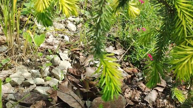 Приросты у хвойных в полном роспуске. Редкие хвойные в нашем саду.