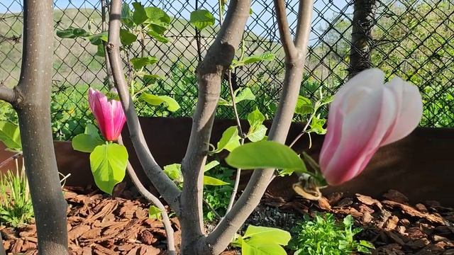 Выращивание зимостойких магнолий с большим цветком в средней полосе России.