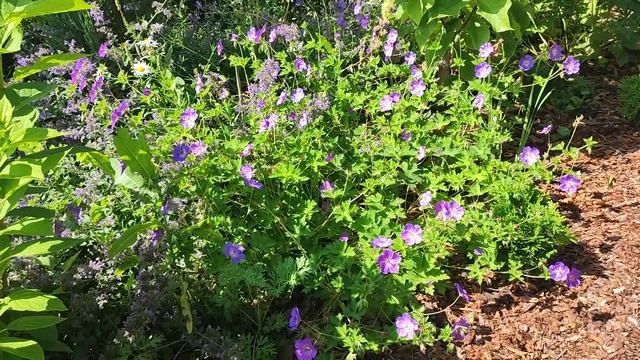 Садовые герани. Самые лучшие сорта.