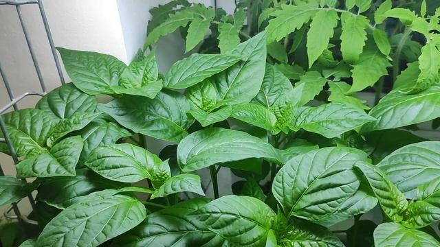 О влиянии мультифункциональных окон на растения.