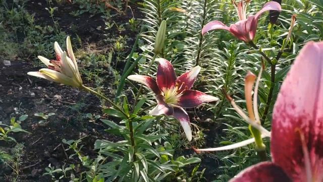 Обзор сортов лилии: азиатские, трубчатые, ЛА и ОТ гибриды, в нашем саду.