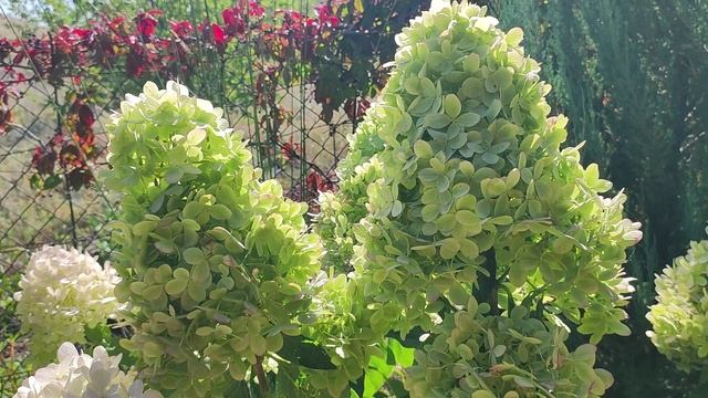 Наши гортензии показали фокусы в 2024 году.