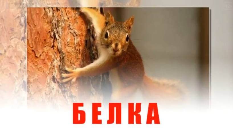 БЕЛКА -  занятие по развитию вербального интеллекта.