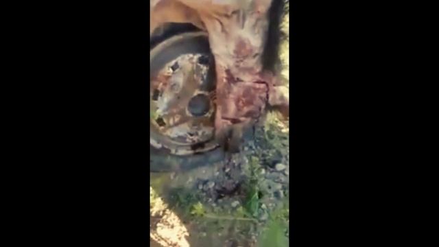 Загадочное существо в Галаце (Чупакабра?), Румыния