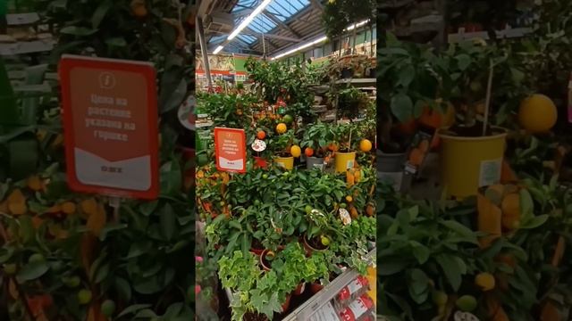 Новогоднее настроение...🌲☃️⛷️