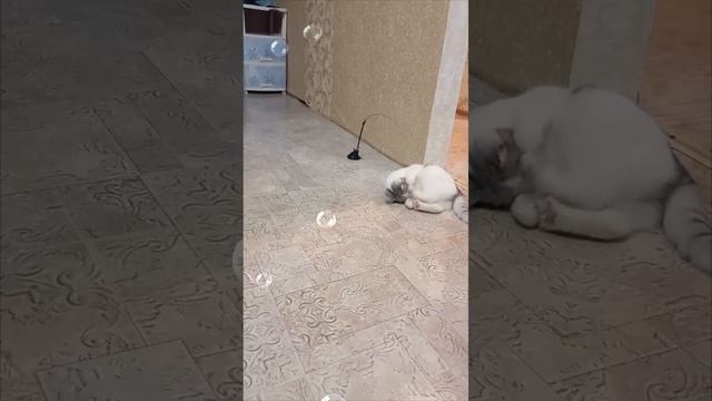 Я тебя победю!.mp4