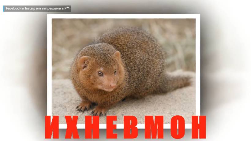 ИХНЕВМОН - занятие по развитию вербального интеллекта.