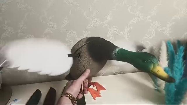 селезень махокрыл готов к охоте!!