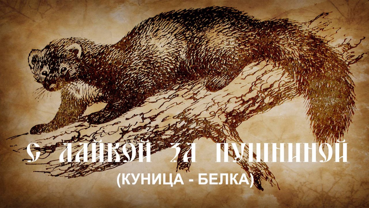 С лайкой за пушниной