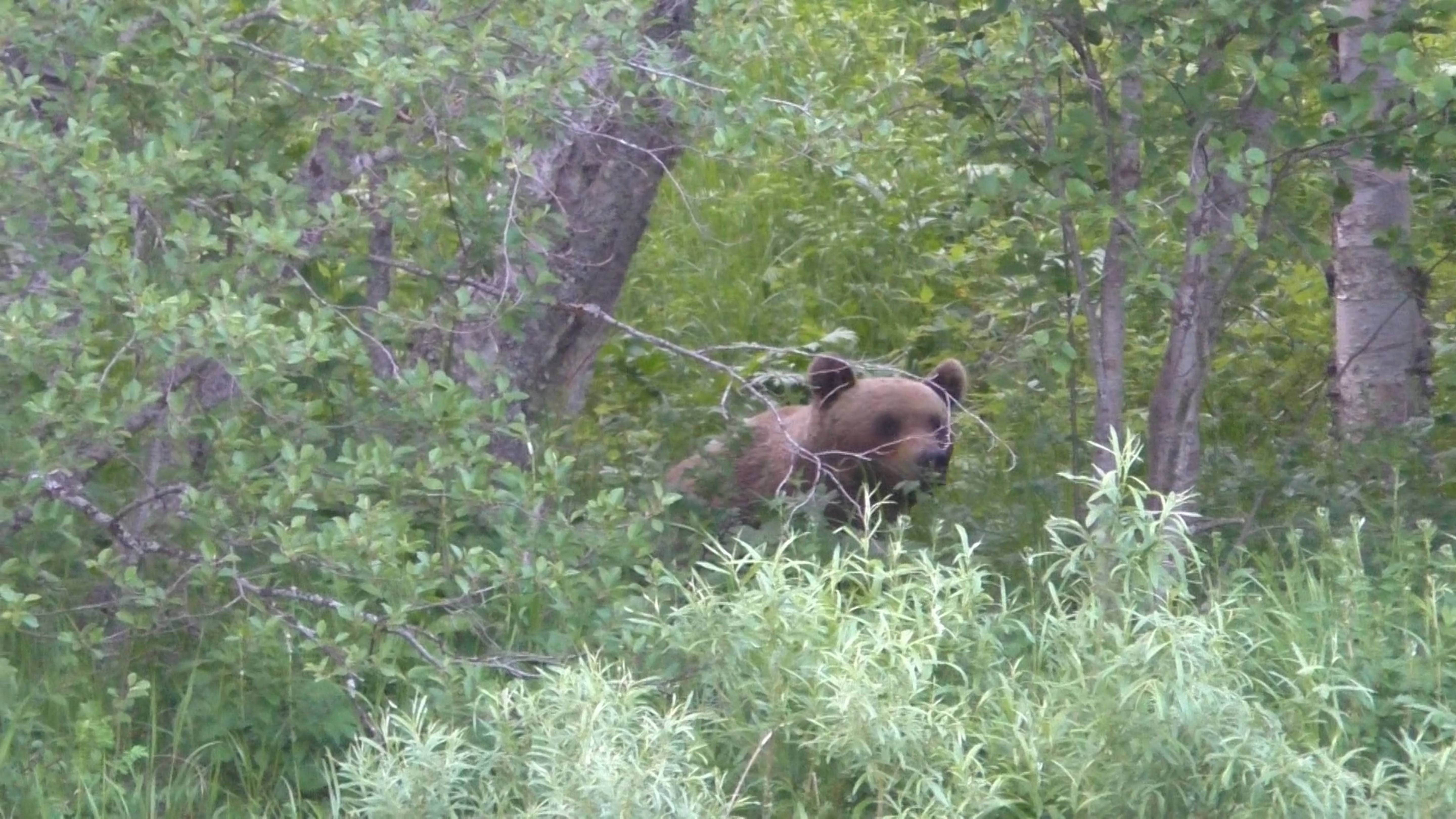 Встреча с медведем. Рыбалка. Нашёл рога лося.