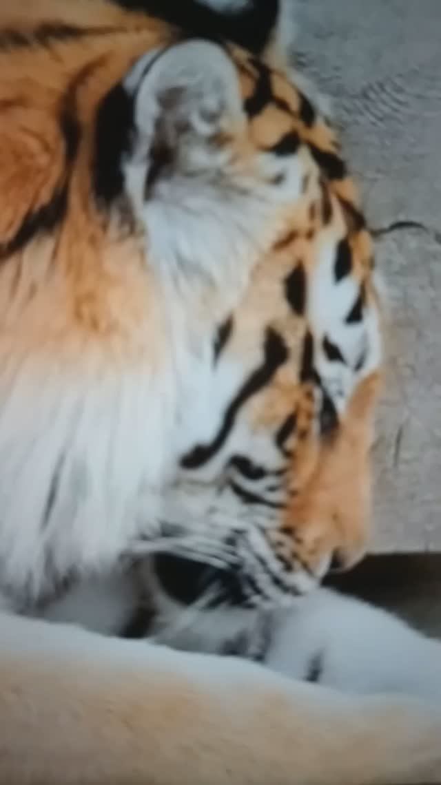 ТИГРЫ - крупные и свирепые кошки😮#Shorts