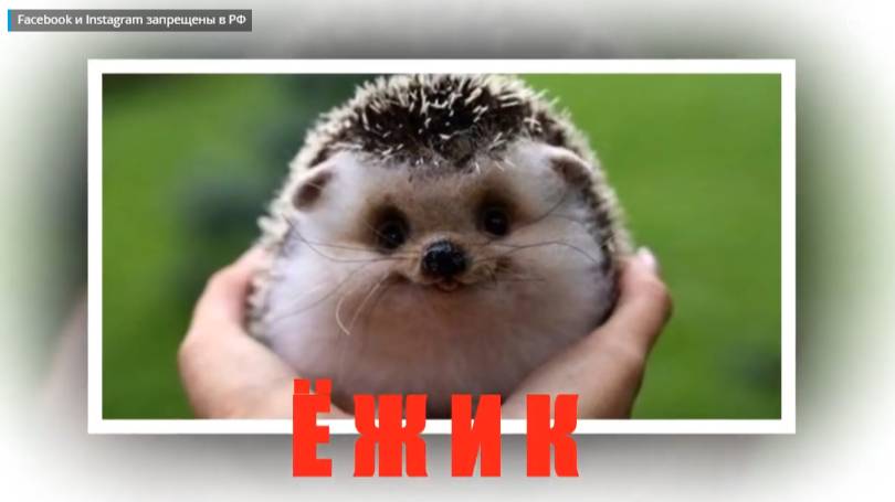 ЁЖИК - занятие по развитию вербального интеллекта.