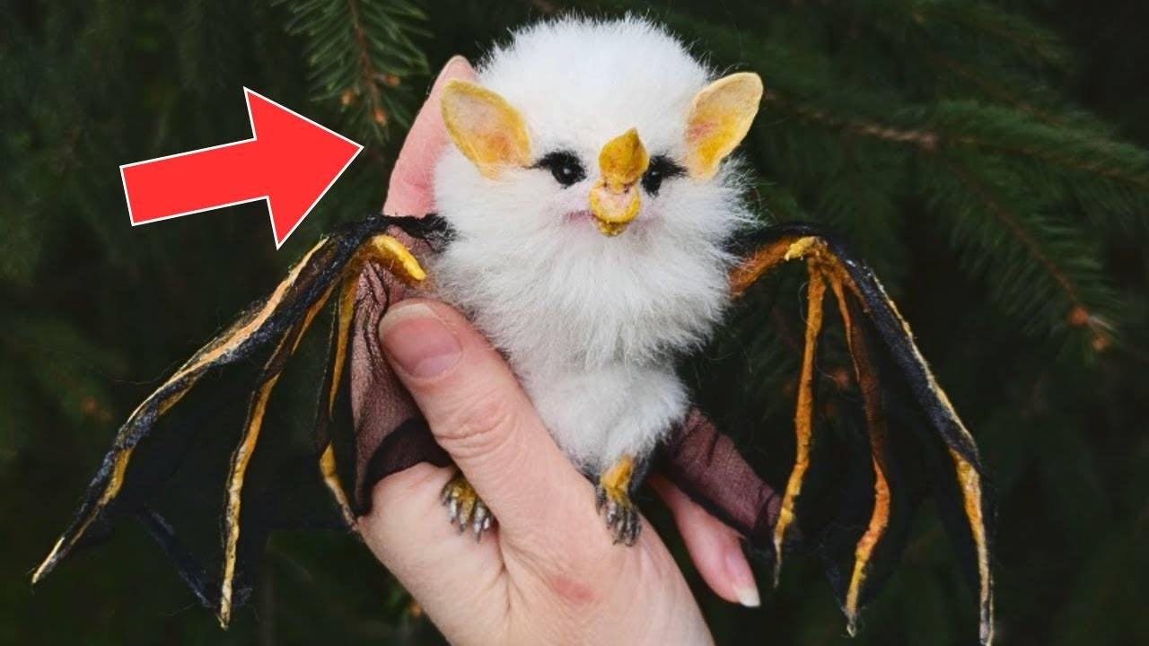 Мужчина Спасает Детеныша Летучей Мыши, Но Несколько Недель Спустя Обнаруживает, Что Это Не Просто