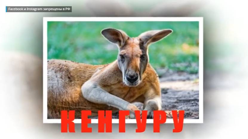 КЕНГУРУ - занятие по развитию вербального интеллекта.