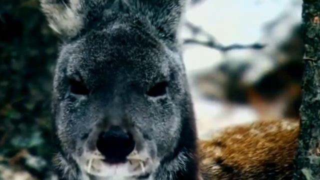 Зимой в Сибири