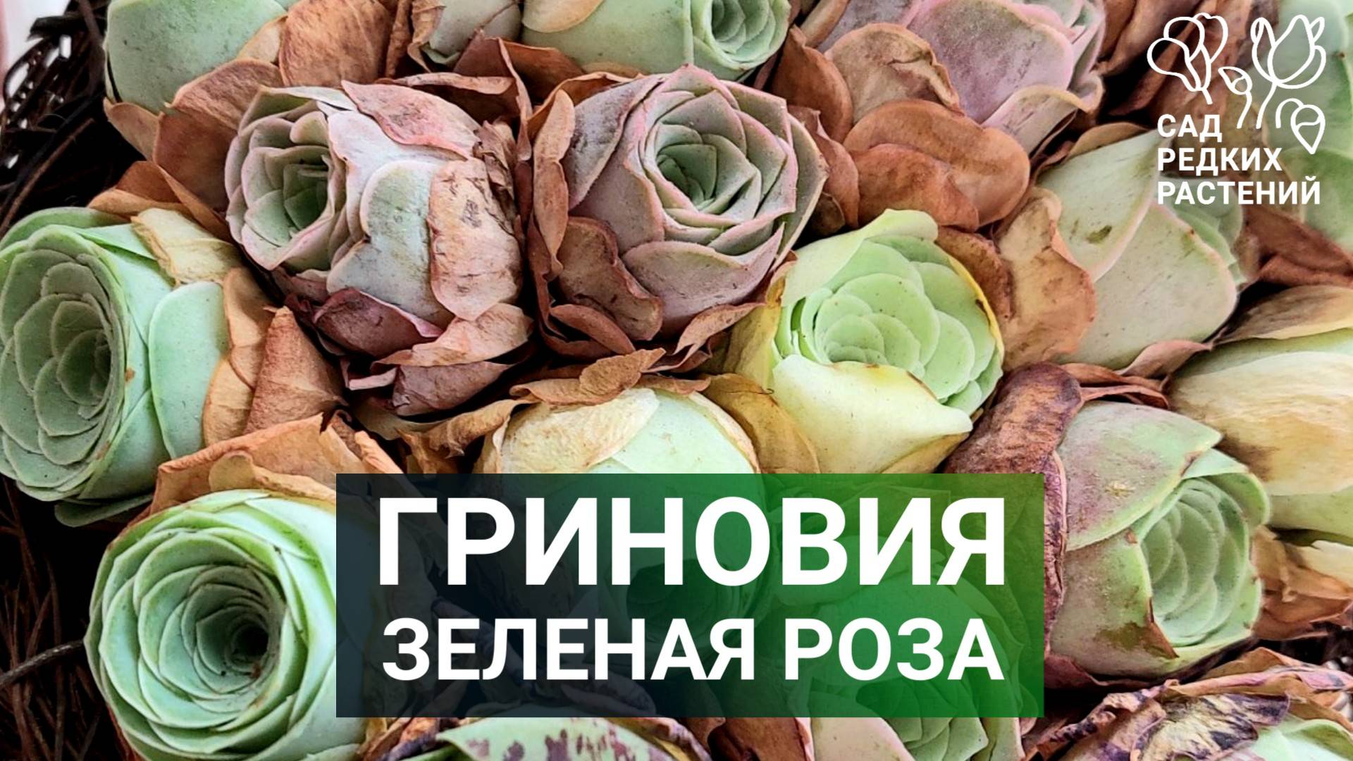 Удивительная гриновия - растение с листьями цвета пыльной розы! Секреты ухода за гриновией