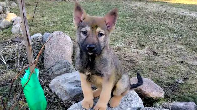 Елена отправилась выбивать половики и обнаружила в канаве маленького щенка.