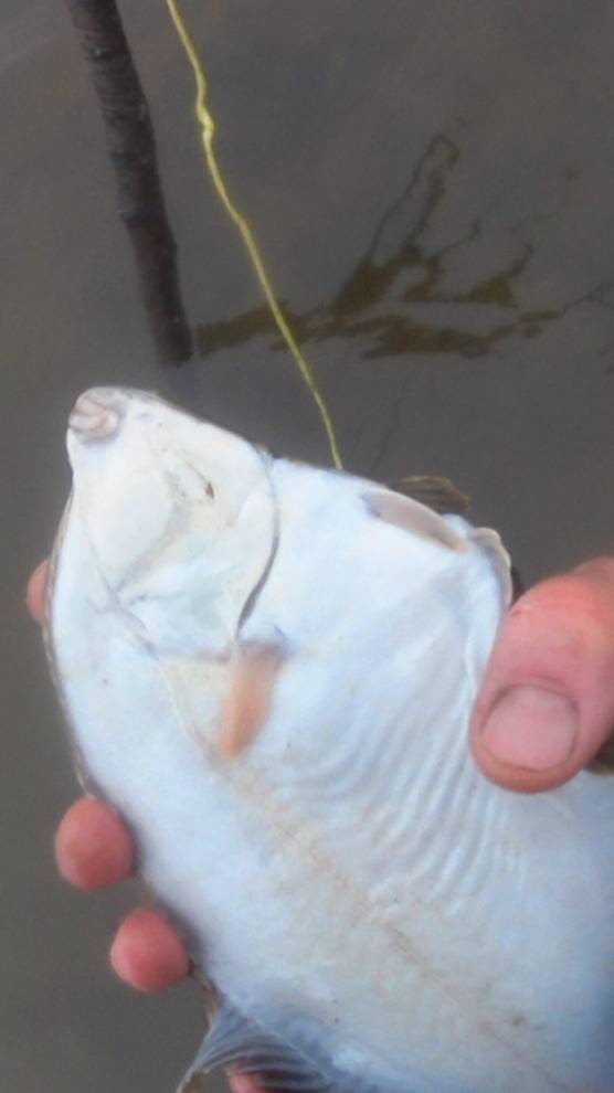 Испугала крупная камбала!