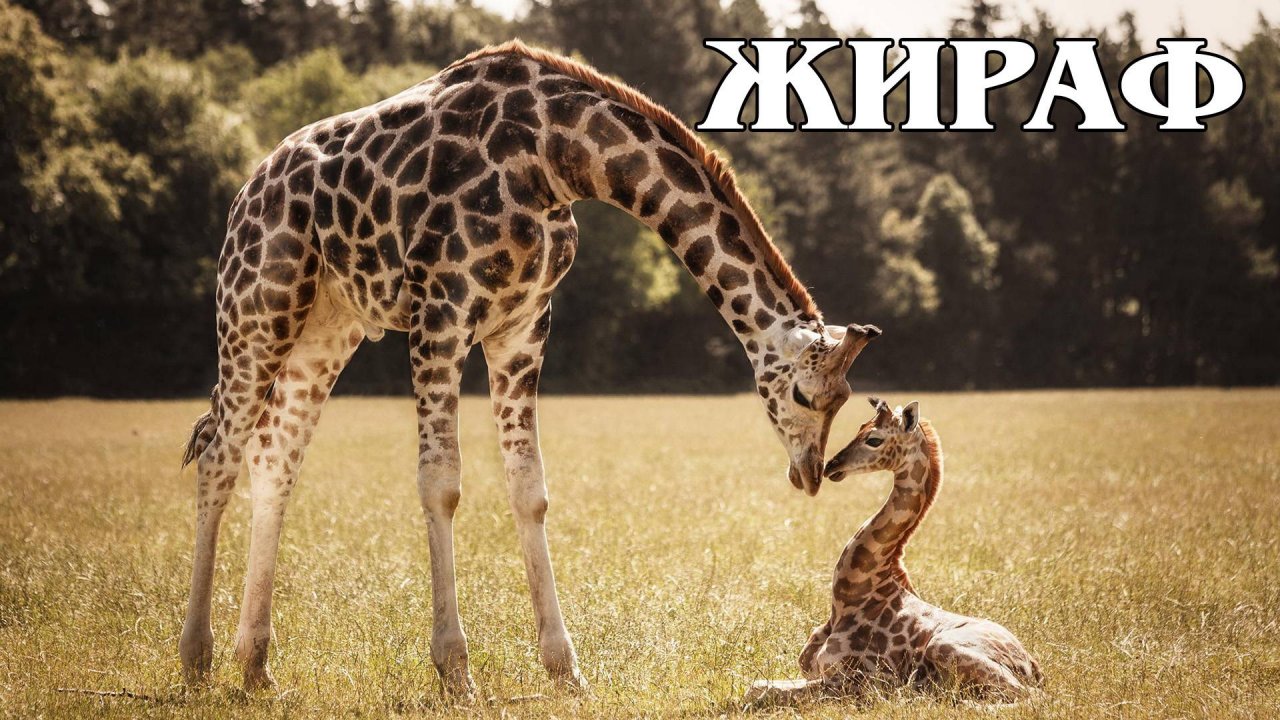 Жираф: Высочайшее наземное животное | Интересные факты про жирафов