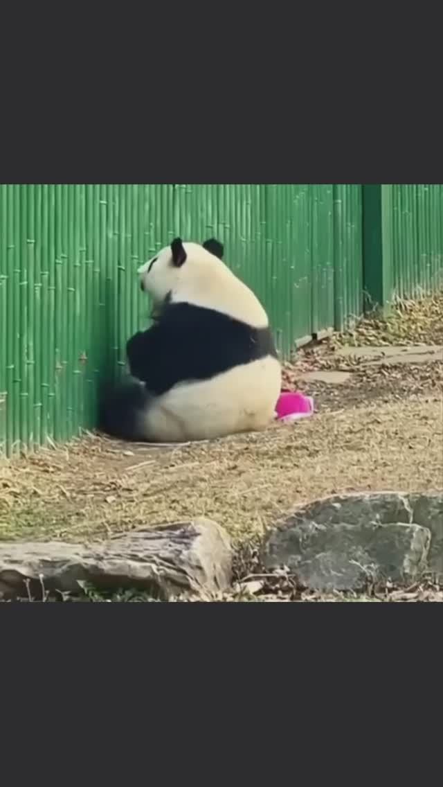 ВИДЕОЗАЛИПАЛКА животные_17