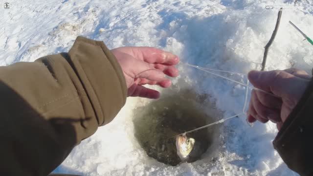Зимняя рыбалка 28.12.2024 Проверка перемёта на верхогляда.