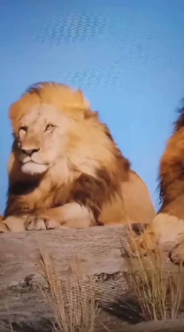 Животные в дикой природе😯😮😳