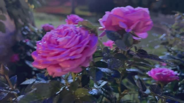 Вьетнам. Из Нячанга в Далат.