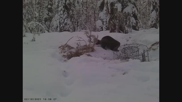 РОСОМАХА ГРОЗА СЕВЕРА _ РОСОМАХА И КУНИЦА ПРИШЛИ НА ПРИВАДУ _ ВИДЕО С ФОТОЛОВУШКИ
