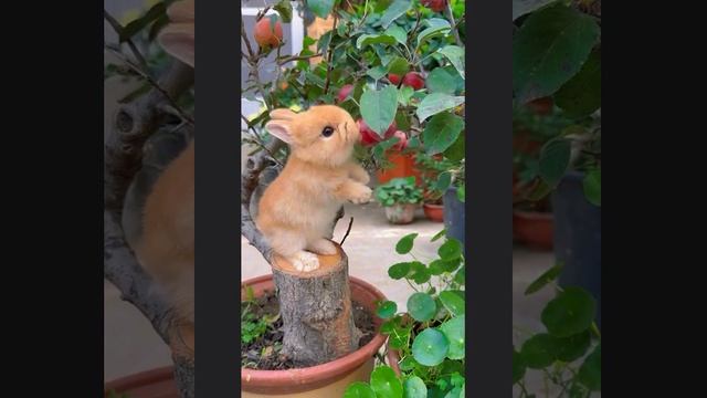 ВИДЕОЗАЛИПАЛКА животные_18