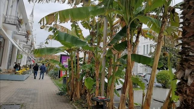 Абхазия, Сухум, день до Нового года. Гуляем по городу