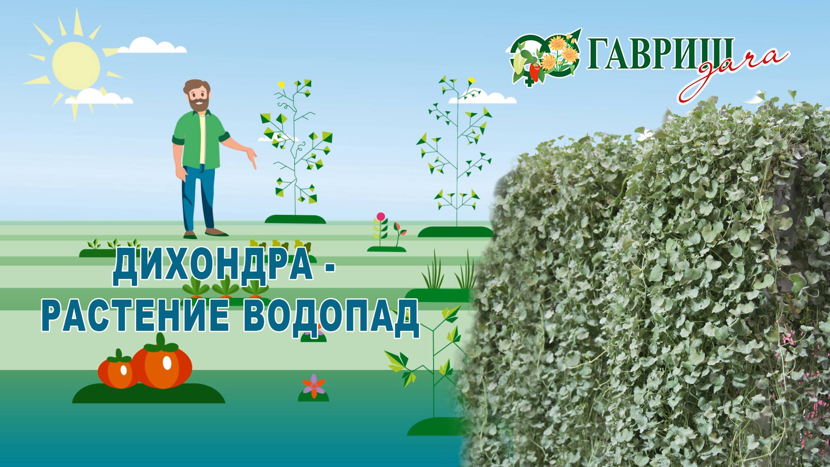 ЗНАКОМЬТЕСЬ: ДИХОНДРА