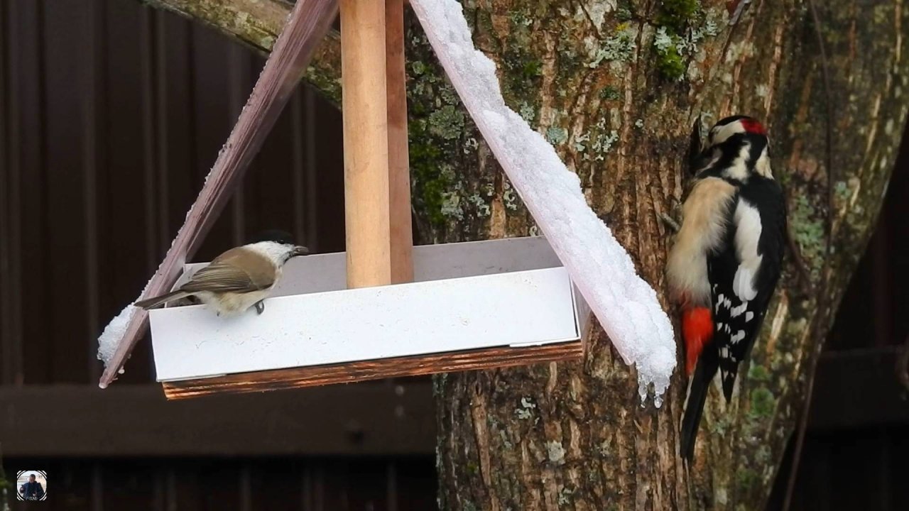 Птицы едят семечки из кормушки - синицы, гаички, поползни, дятел и др. #птицы #наблюдениезаптицами