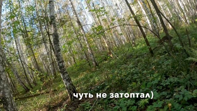 Загонная охота. Ходил в загон)