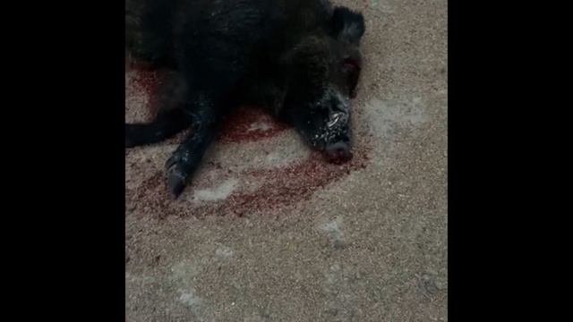 Охота в Удмуртии 2023