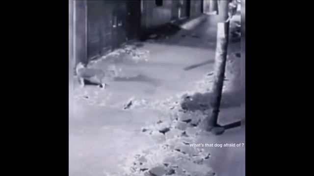 Собака бежит и постоянно оглядывается