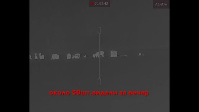 Две косули с подхода на лыжах. И потом несли на себе километр по полю🙈