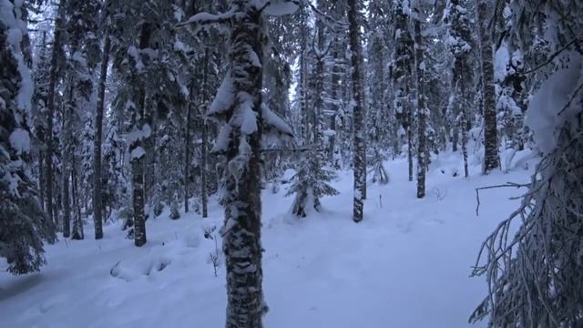 ✅🔥Будний день охотника.