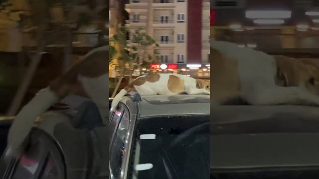 Дикие собаки Хургады! Хургада Египет Метро стрит 2024 лето, собаки в Египте / Egypt Hurghada