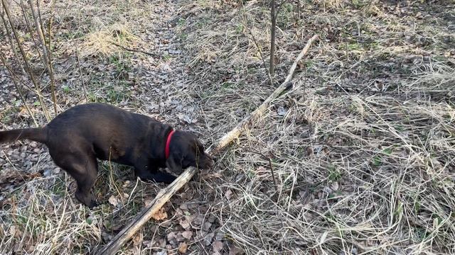 Собака-улыбака. Забег с шестом