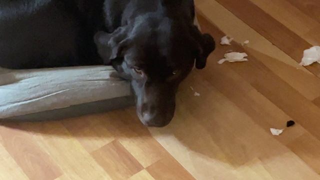 Альфа бедокурит