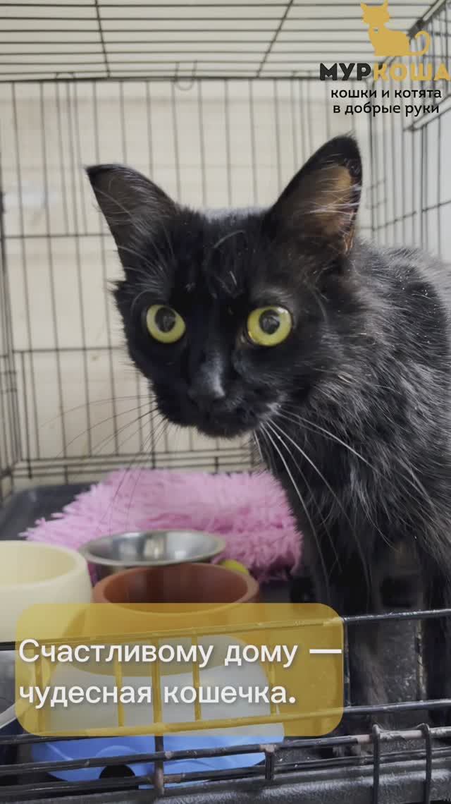 Акула (уже дома)