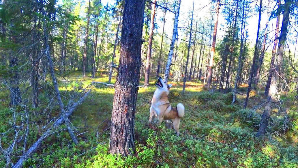 Трудный поиск глухаря. два слова про ночёвку у костра. 9 серия