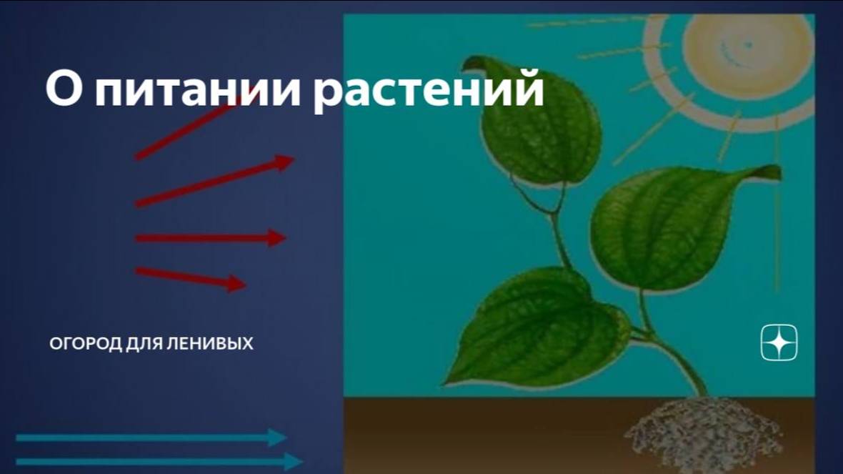 УДОБРЕНИЯ И СРЕДСТВА ЗАЩИТЫ - разбираем частые вопросы.