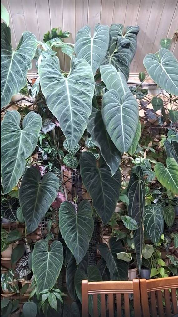 Анонс большого выпуска. Зимний сад. ПочтиТропики.