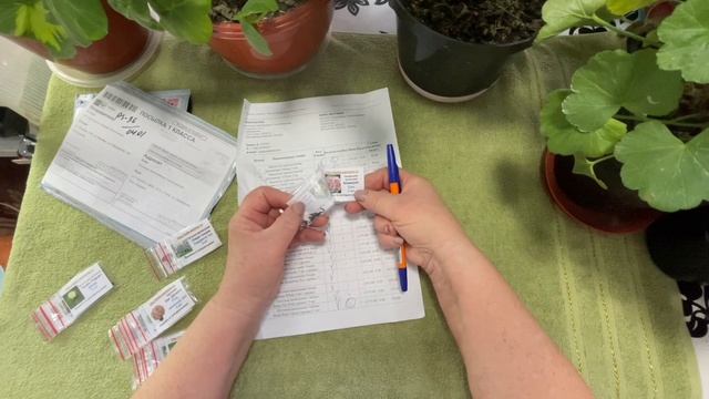 Наконец-то пришли профессиональные семена цветов! Обзор.