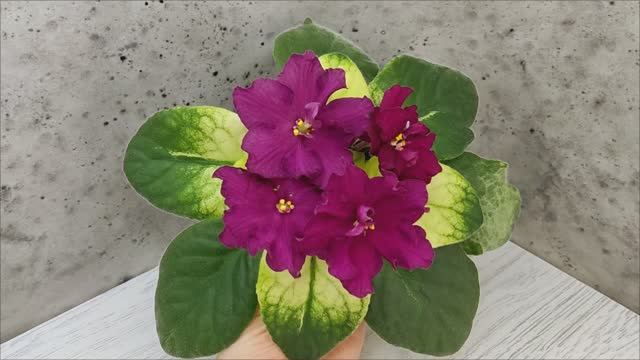 Фиалка ЕК-Бой Быков Голд