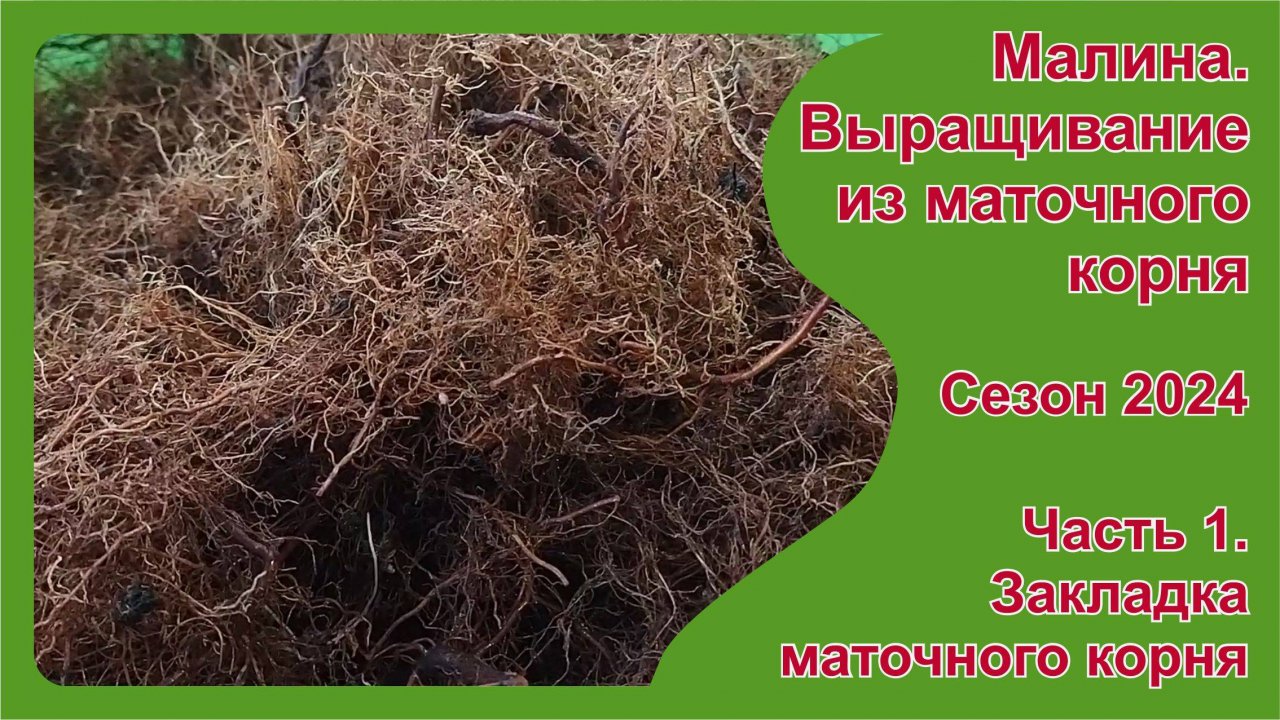 Малина. Выращивание из маточного корня. Часть 1.