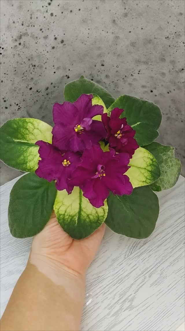 Фиалка ЕК-Бой Быков Голд