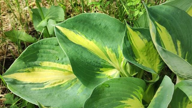 Хосты в нашем саду